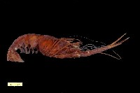 藏品(海螯蝦科)的圖片